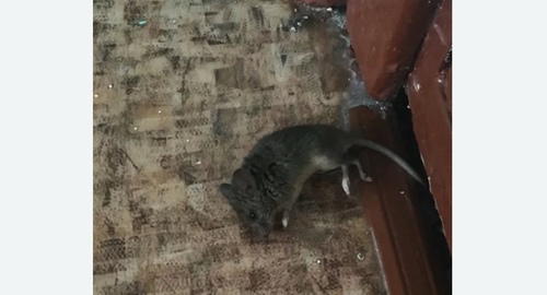 Дезинфекция от мышей в Красноуфимске