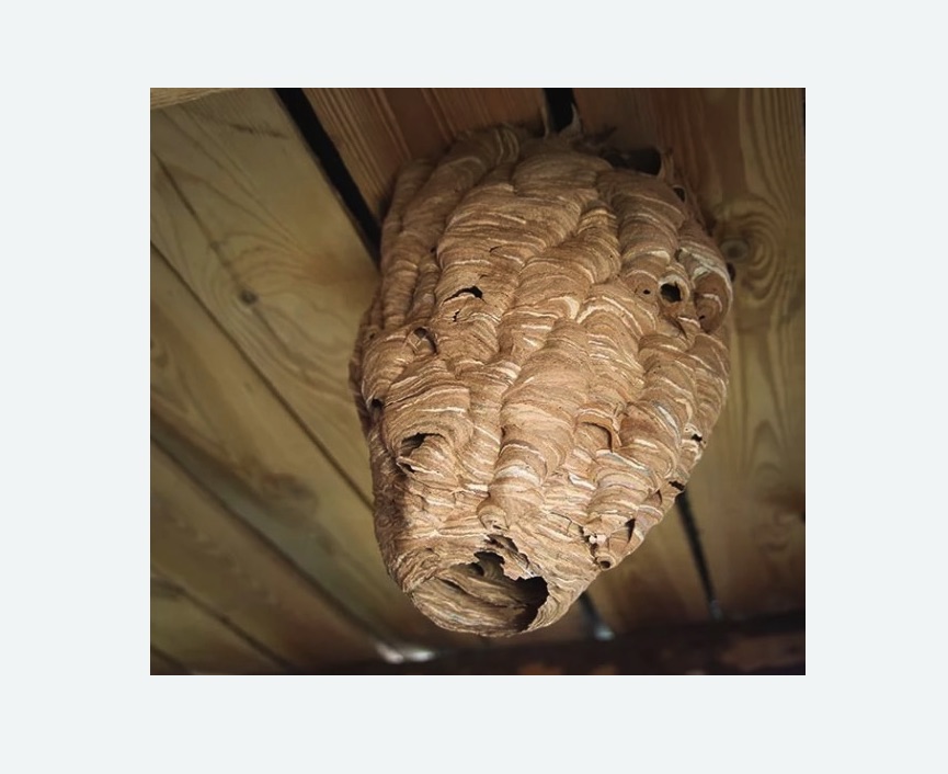 обработка от шершней в Красноуфимске