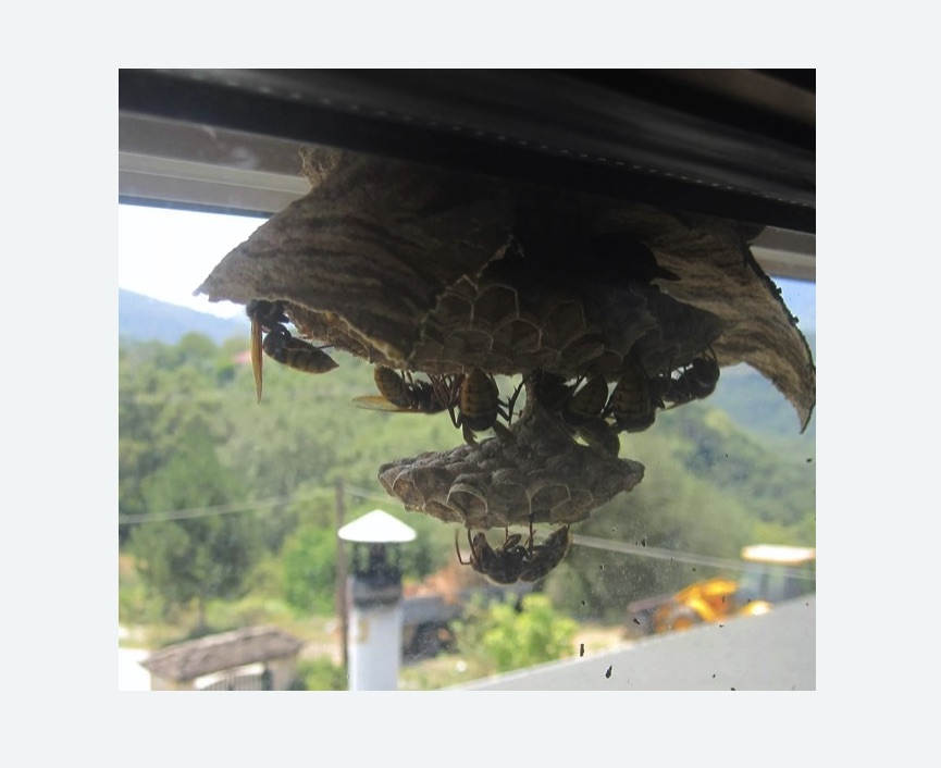 Уничтожение гнёзд шершней в Красноуфимске