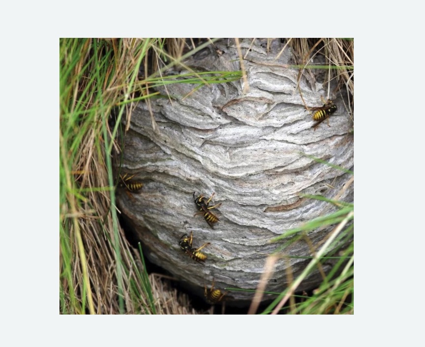 Уничтожение ос и ульев в Красноуфимске